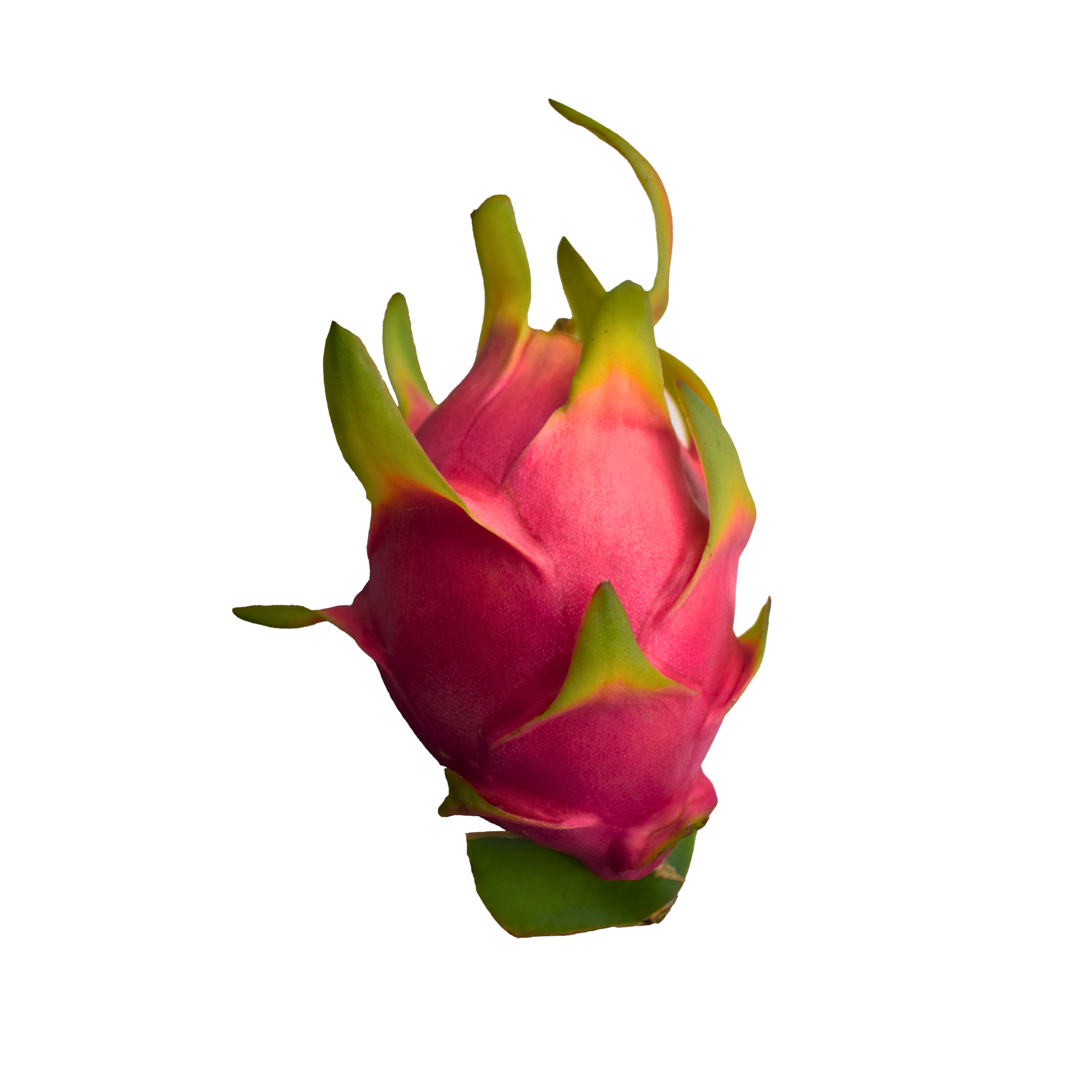 Pitahaya Blanca
